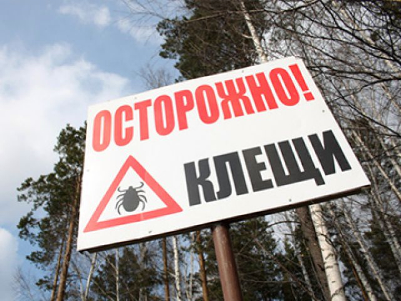 За неделю клещи покусали более тысячи человек Алтайском крае