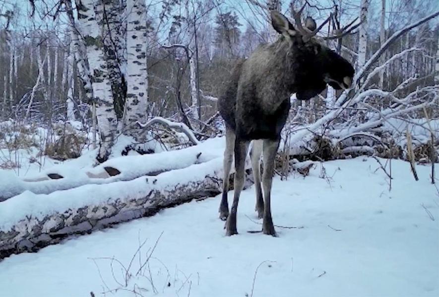 Количество лосей уменьшилось в Алтайском заповеднике 