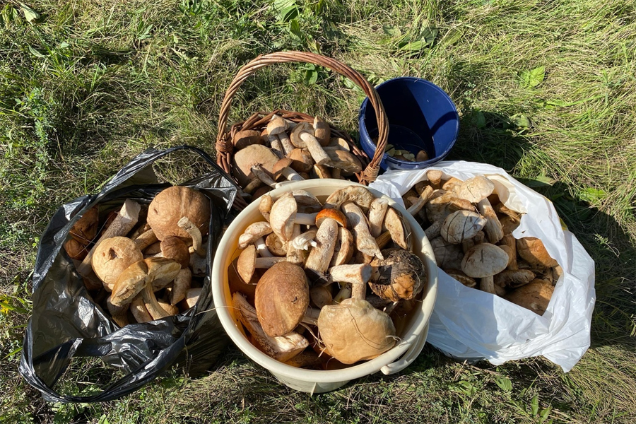 Знаем, но не скажем. Алтайские грибники готовятся к грибному буму